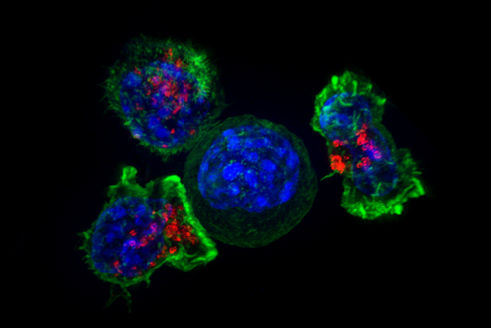 Т-киллеры окружают раковые клетки
